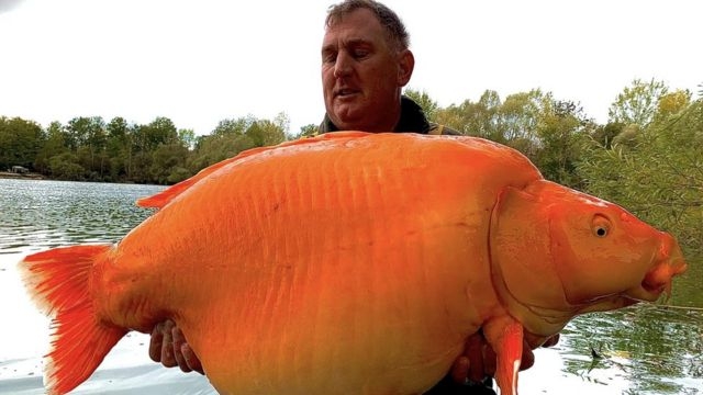 ガチ勢も初心者も、金魚を語ろう!