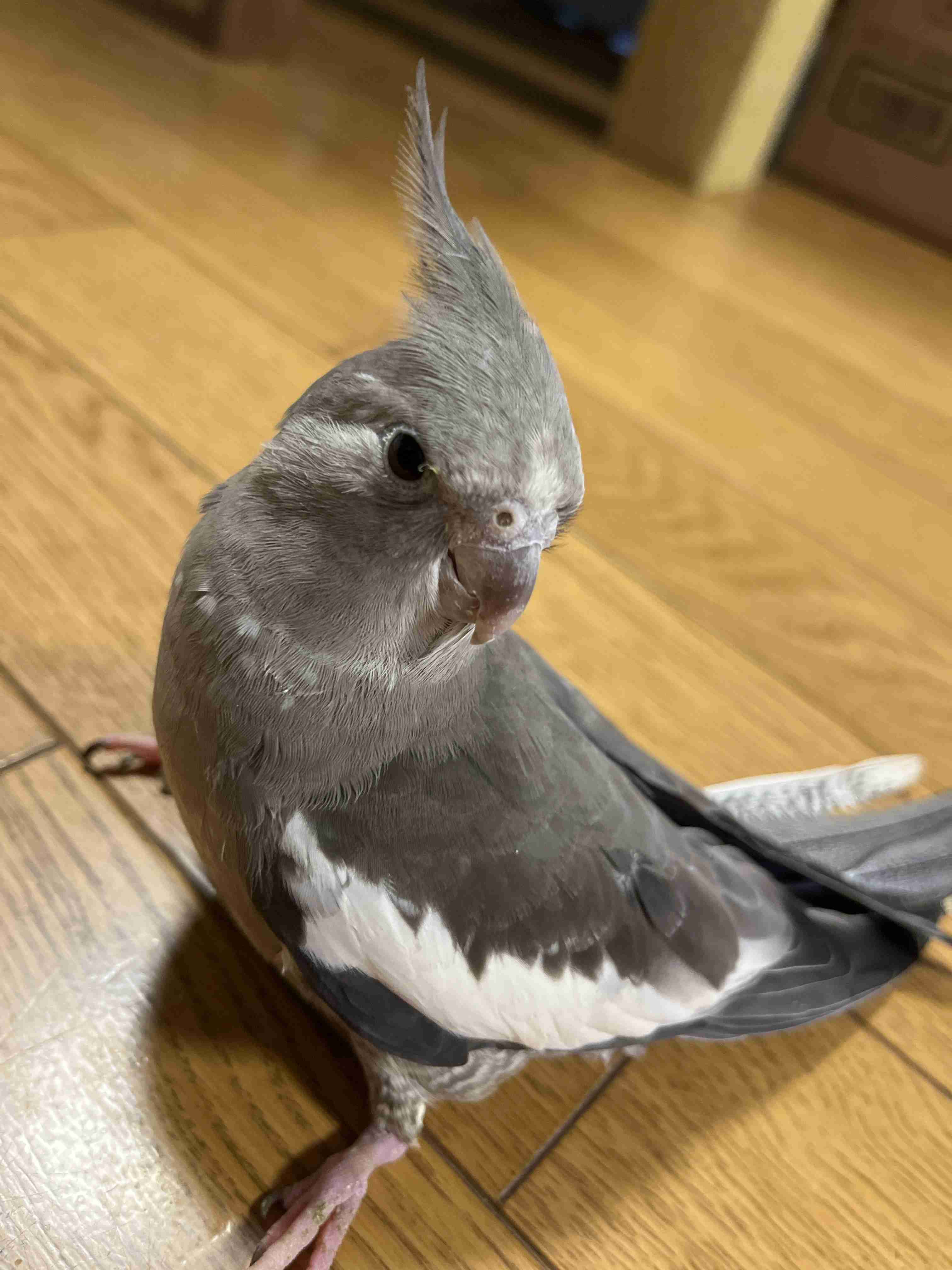 【実はオウム】オカメインコ【チークがお洒落】