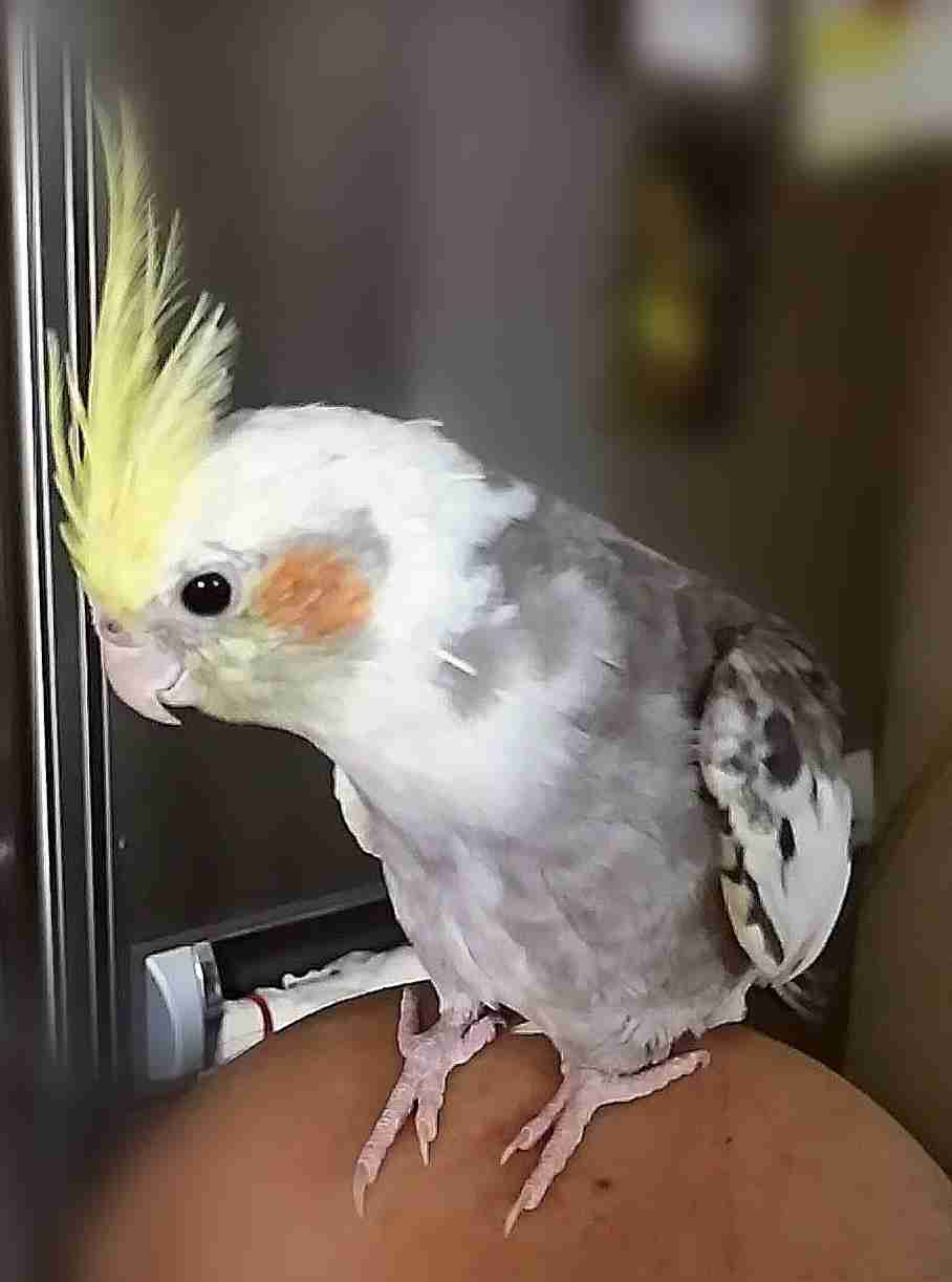 【実はオウム】オカメインコ【チークがお洒落】