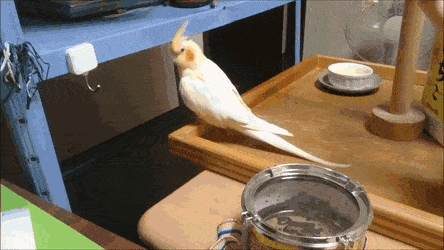【実はオウム】オカメインコ【チークがお洒落】