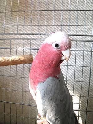 【実はオウム】オカメインコ【チークがお洒落】