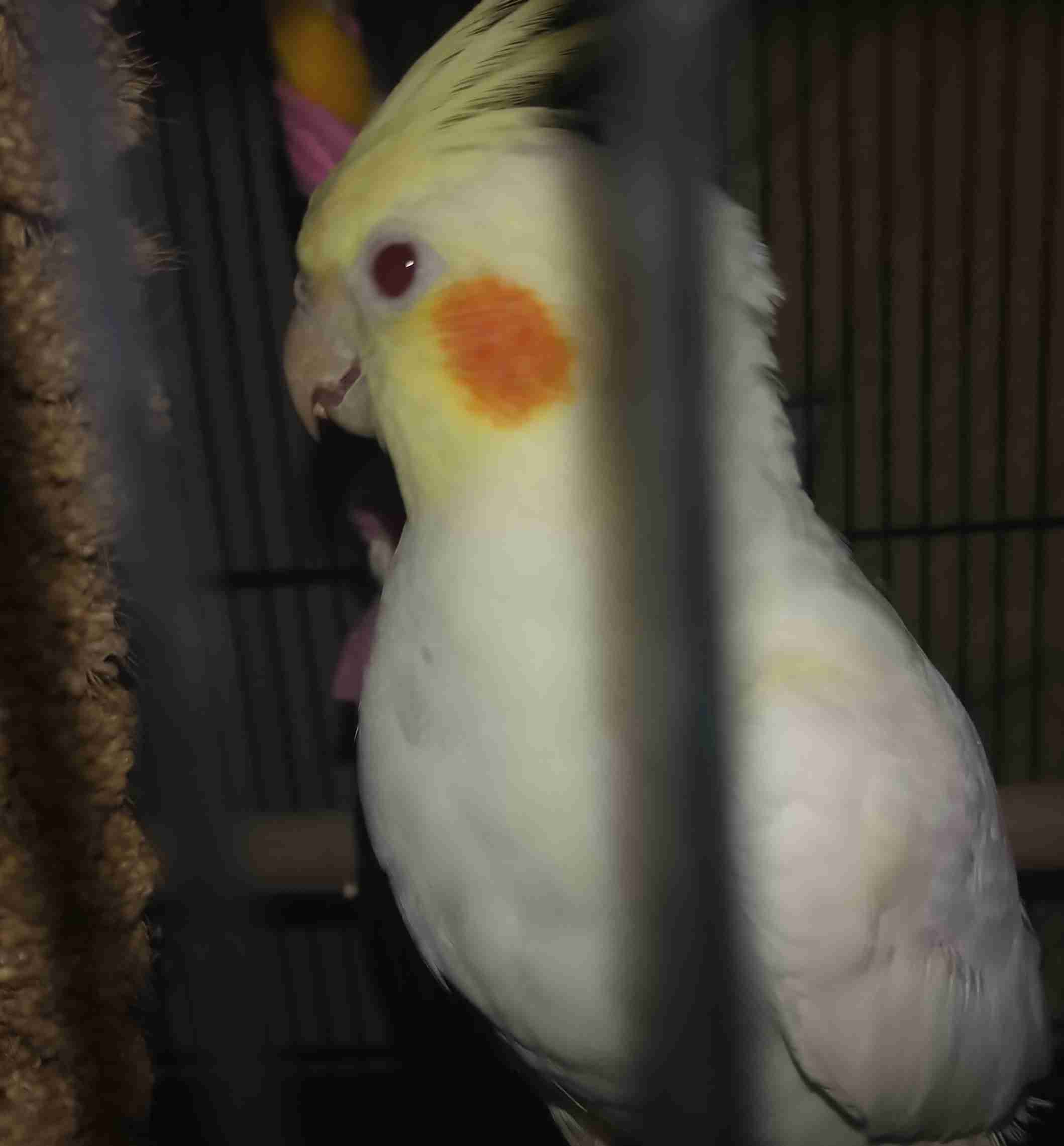 【実はオウム】オカメインコ【チークがお洒落】