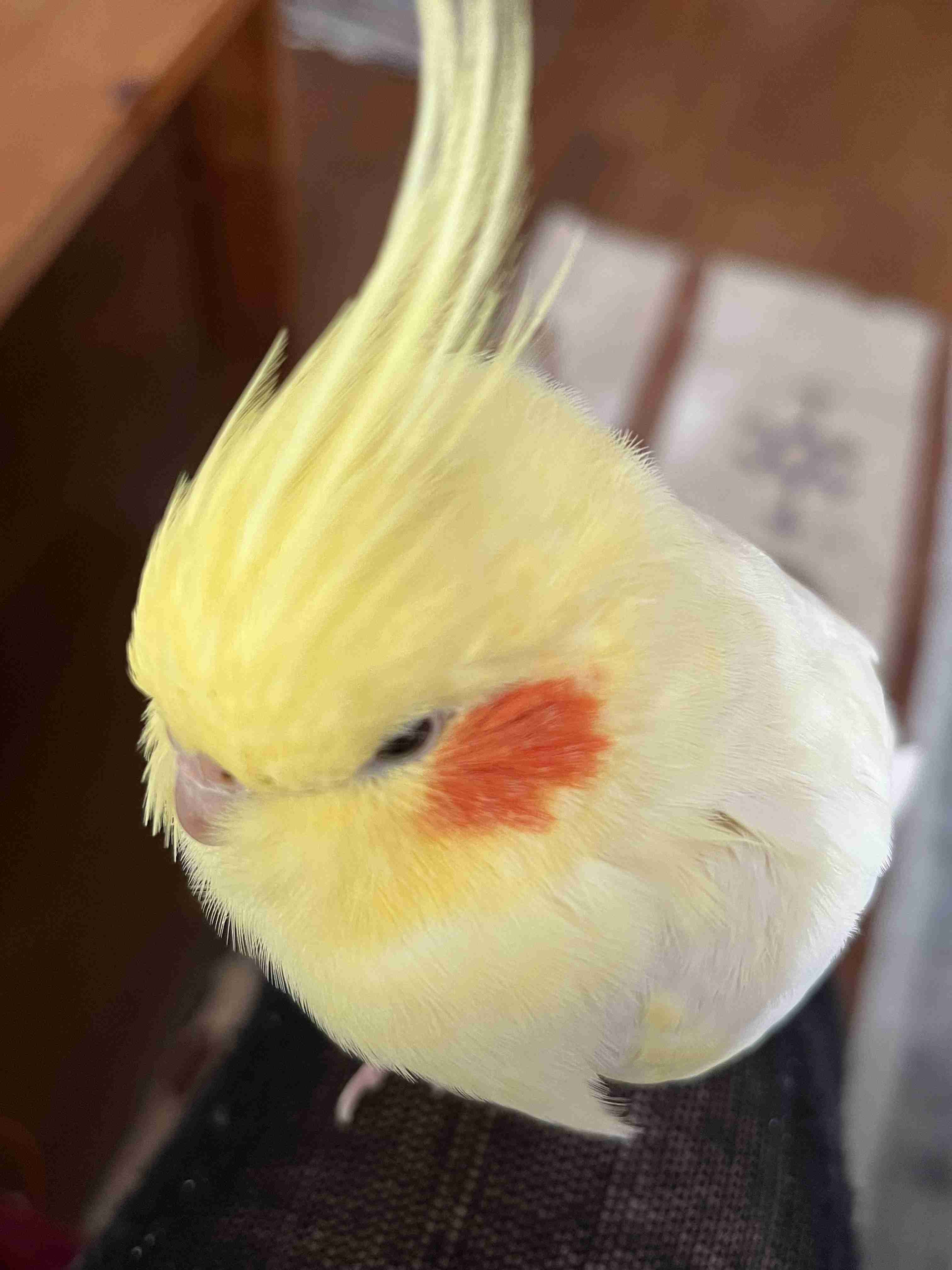 【実はオウム】オカメインコ【チークがお洒落】