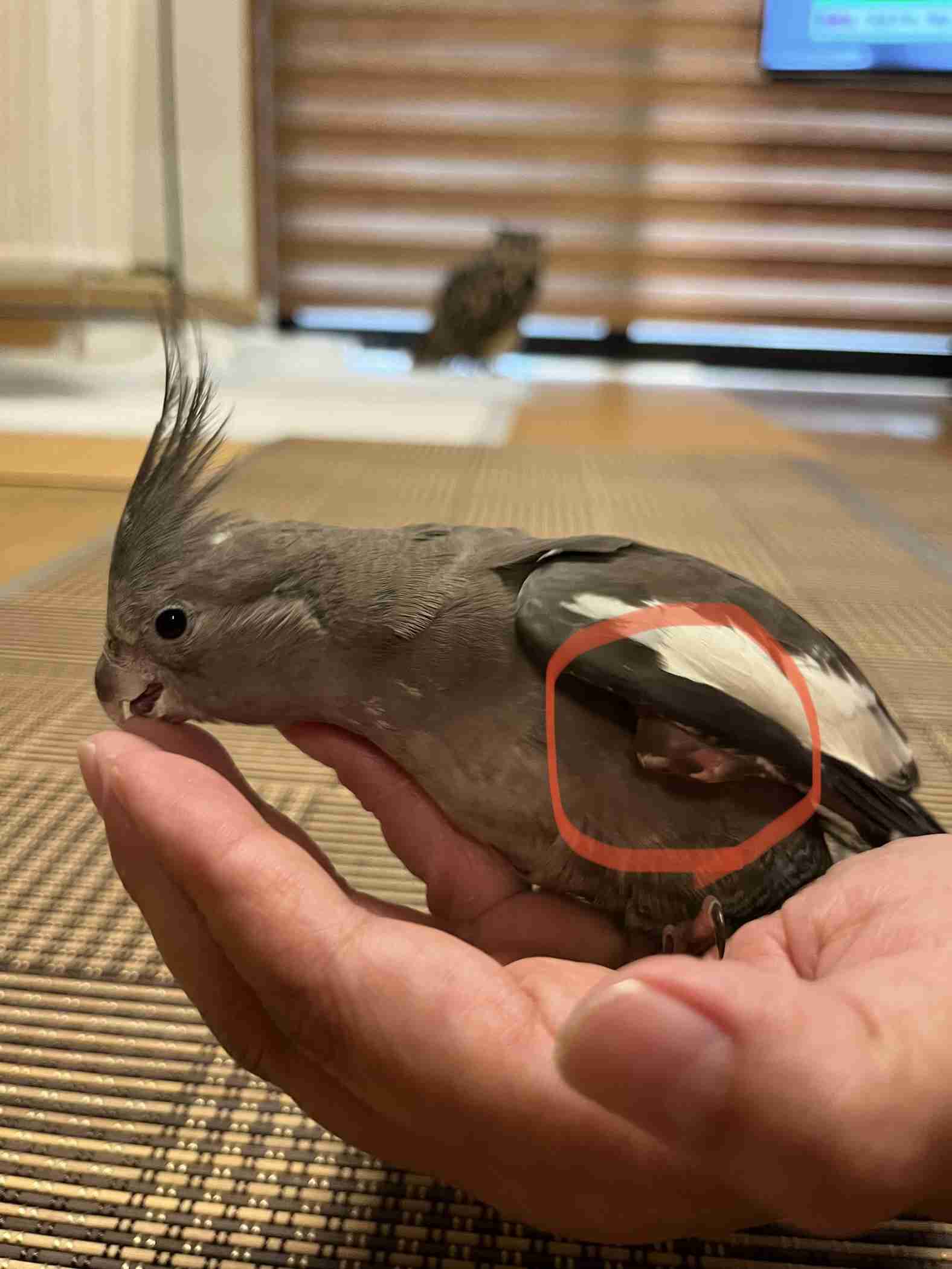 【実はオウム】オカメインコ【チークがお洒落】
