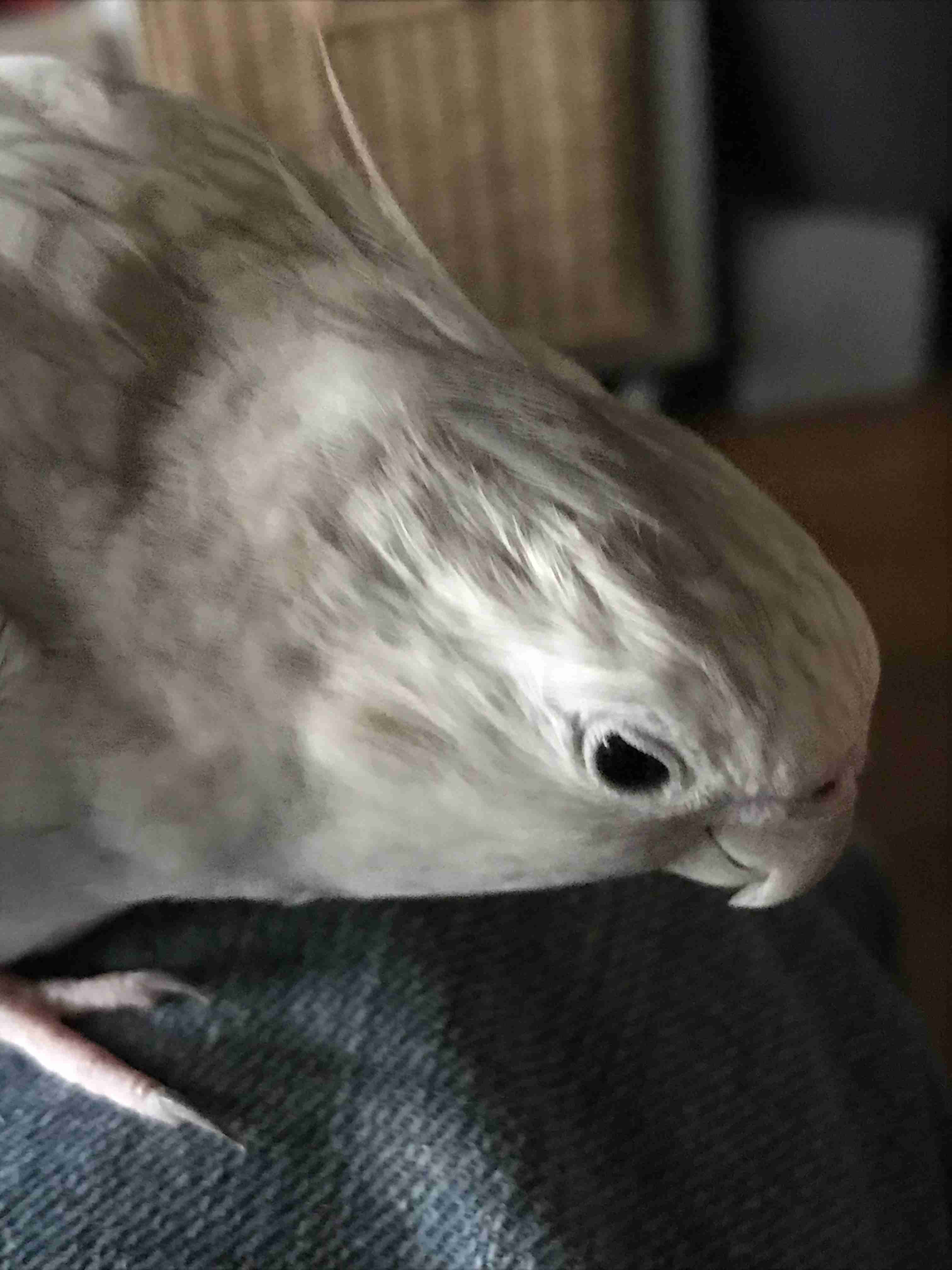 【実はオウム】オカメインコ【チークがお洒落】
