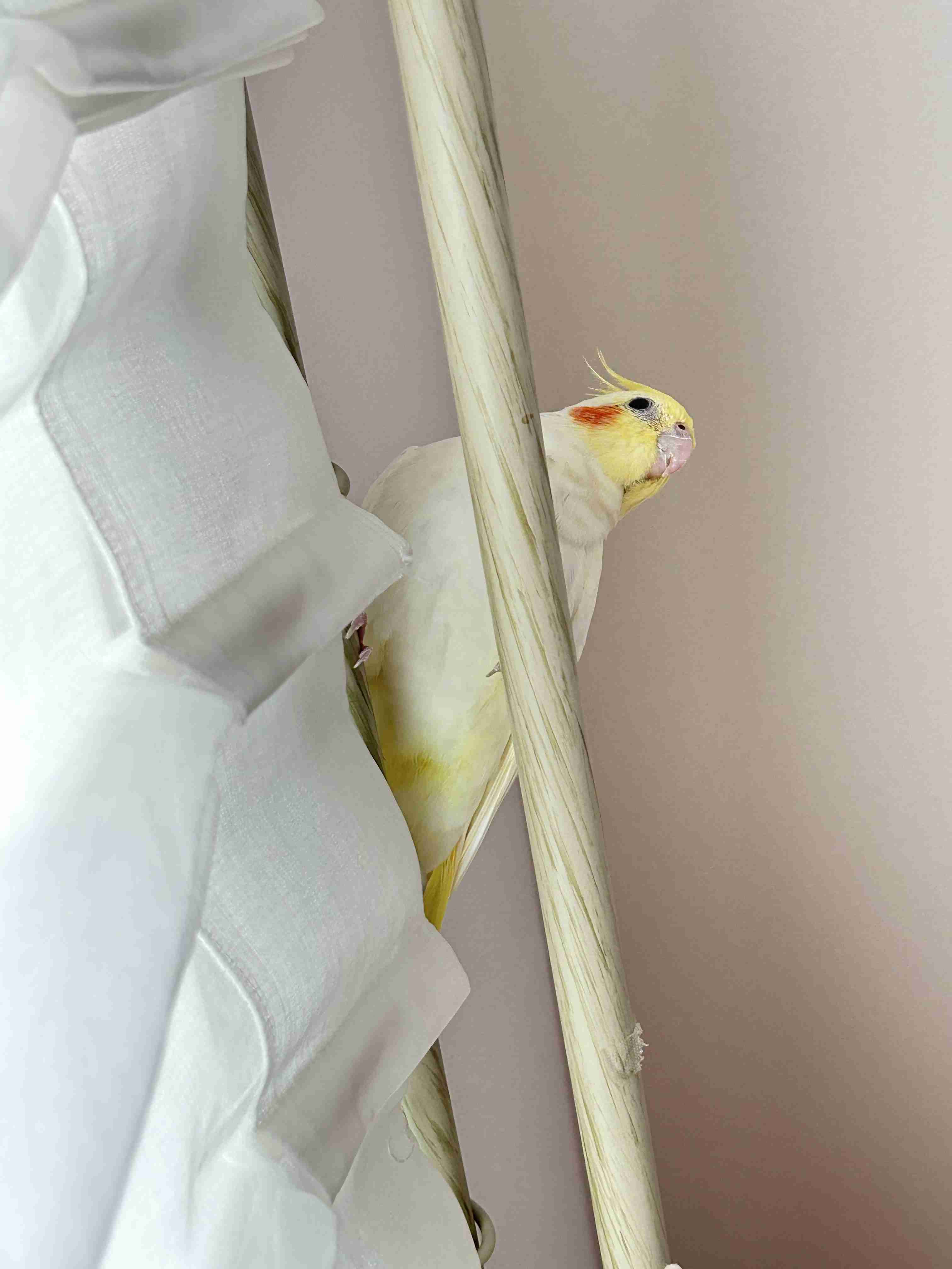 【実はオウム】オカメインコ【チークがお洒落】