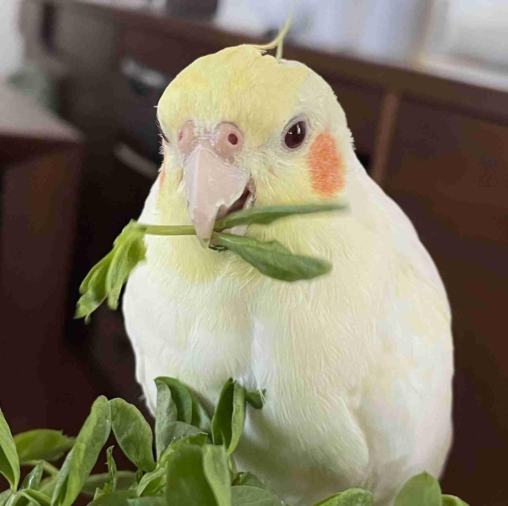 【実はオウム】オカメインコ【チークがお洒落】