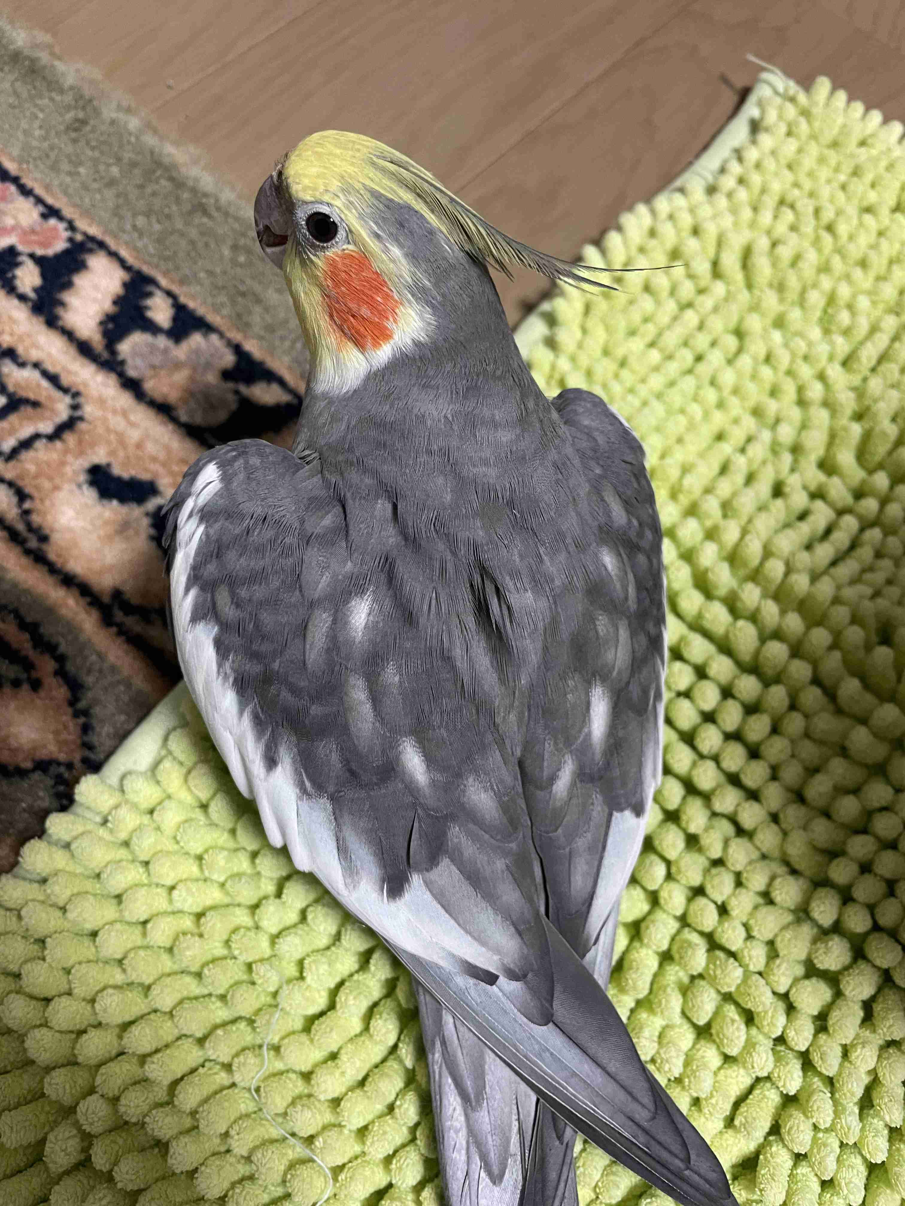 【実はオウム】オカメインコ【チークがお洒落】