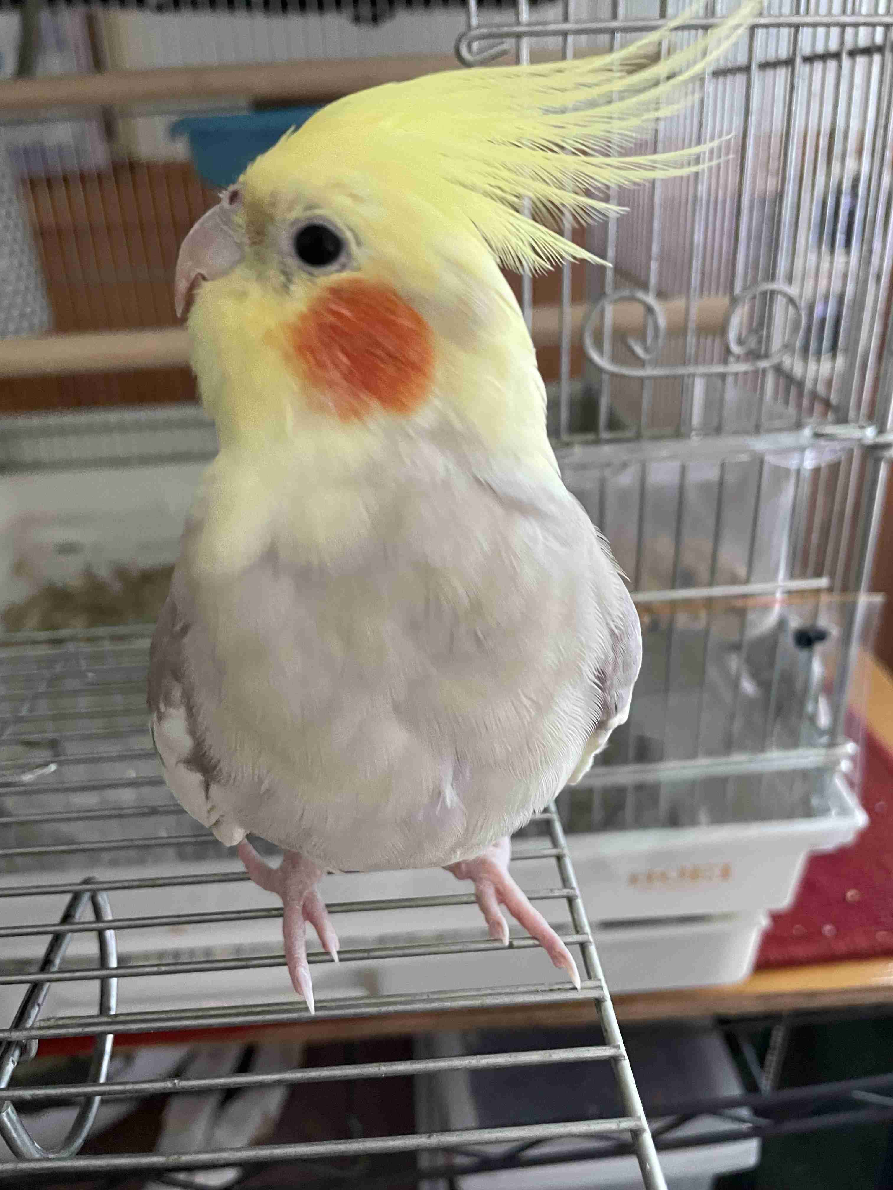【実はオウム】オカメインコ【チークがお洒落】
