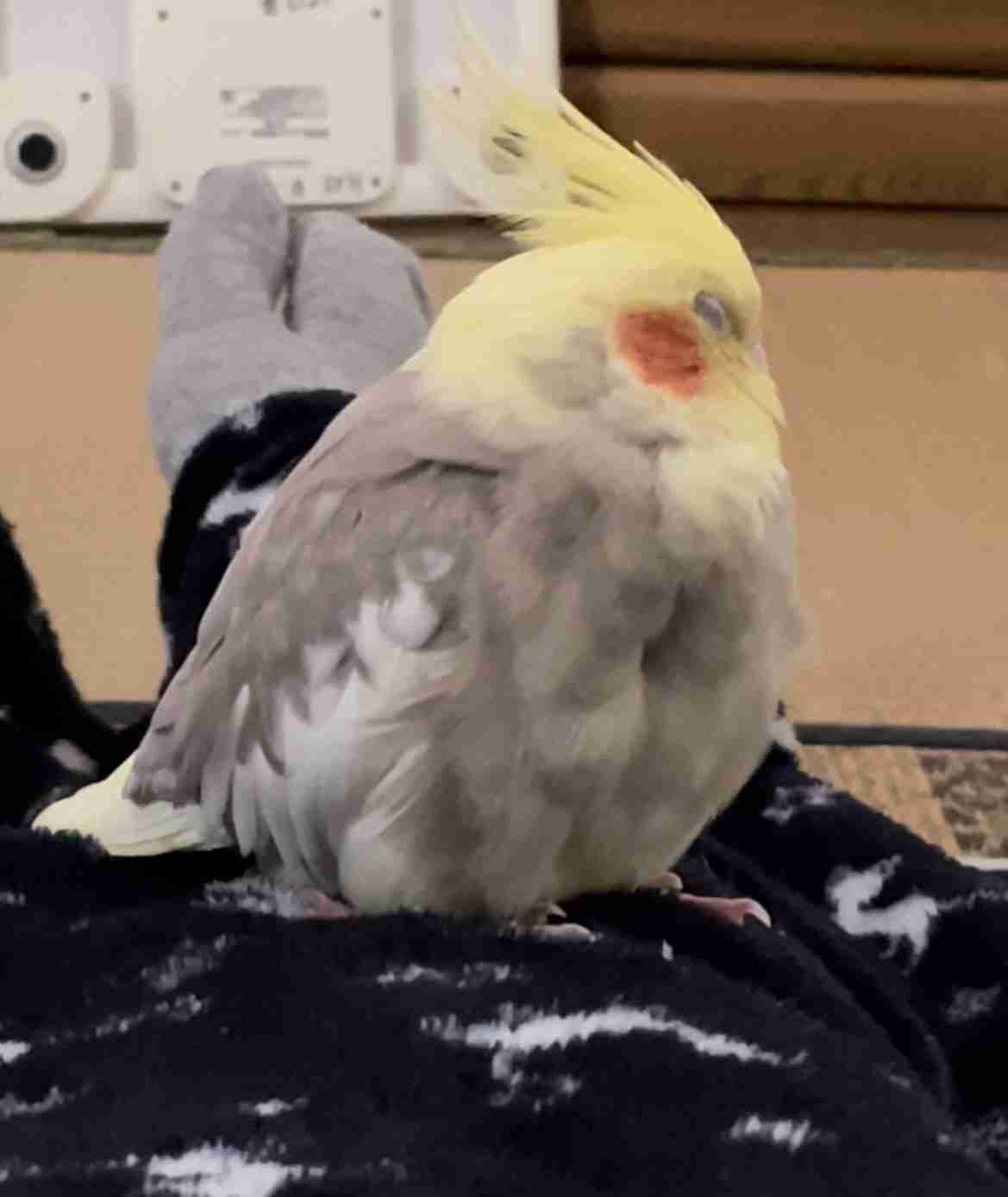 【実はオウム】オカメインコ【チークがお洒落】