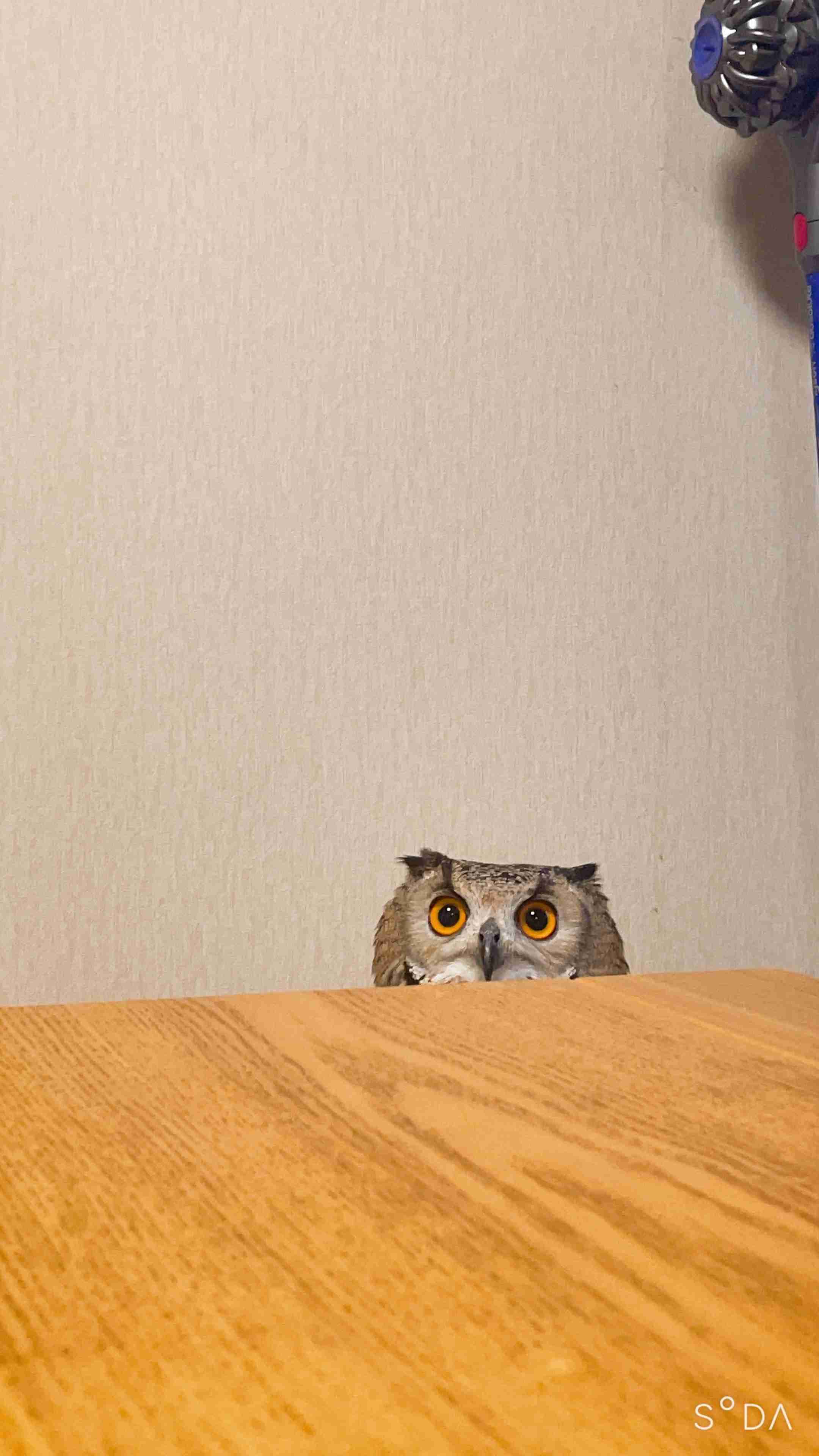 【実はオウム】オカメインコ【チークがお洒落】