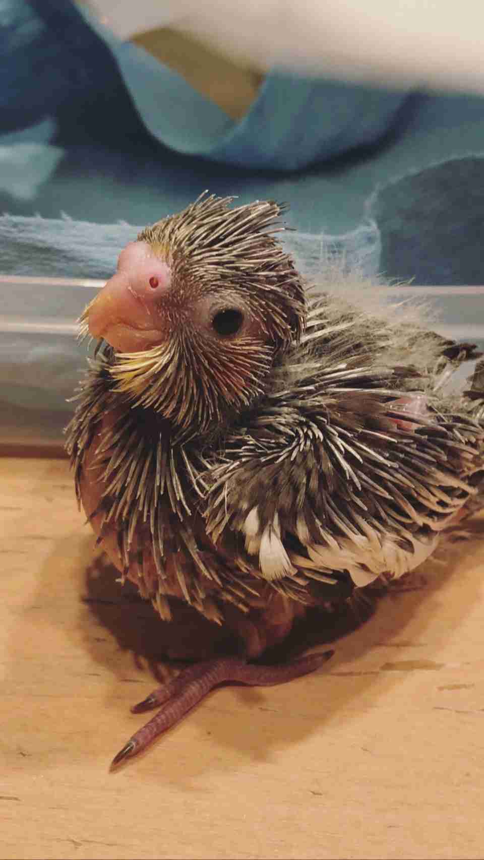 【実はオウム】オカメインコ【チークがお洒落】