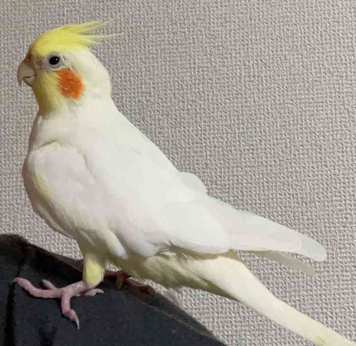 【実はオウム】オカメインコ【チークがお洒落】