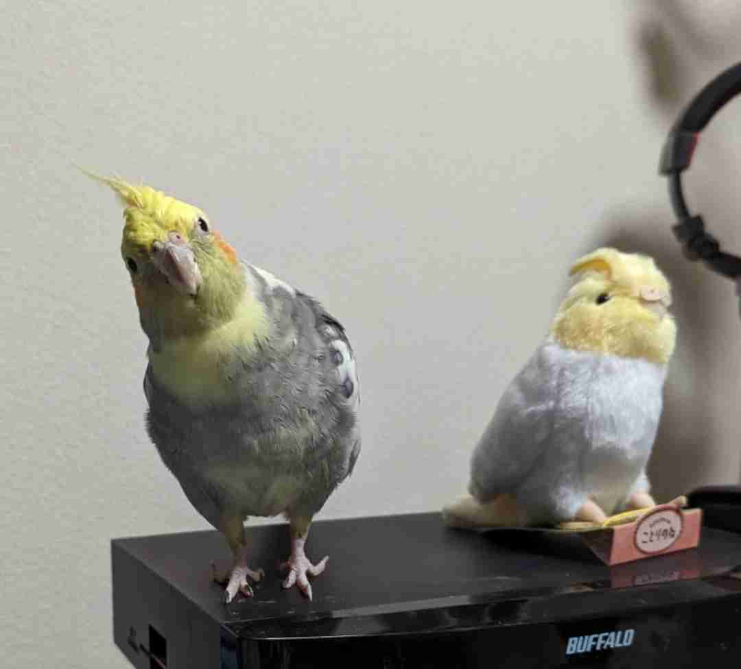 【実はオウム】オカメインコ【チークがお洒落】
