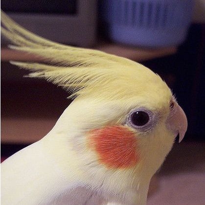 【実はオウム】オカメインコ【チークがお洒落】