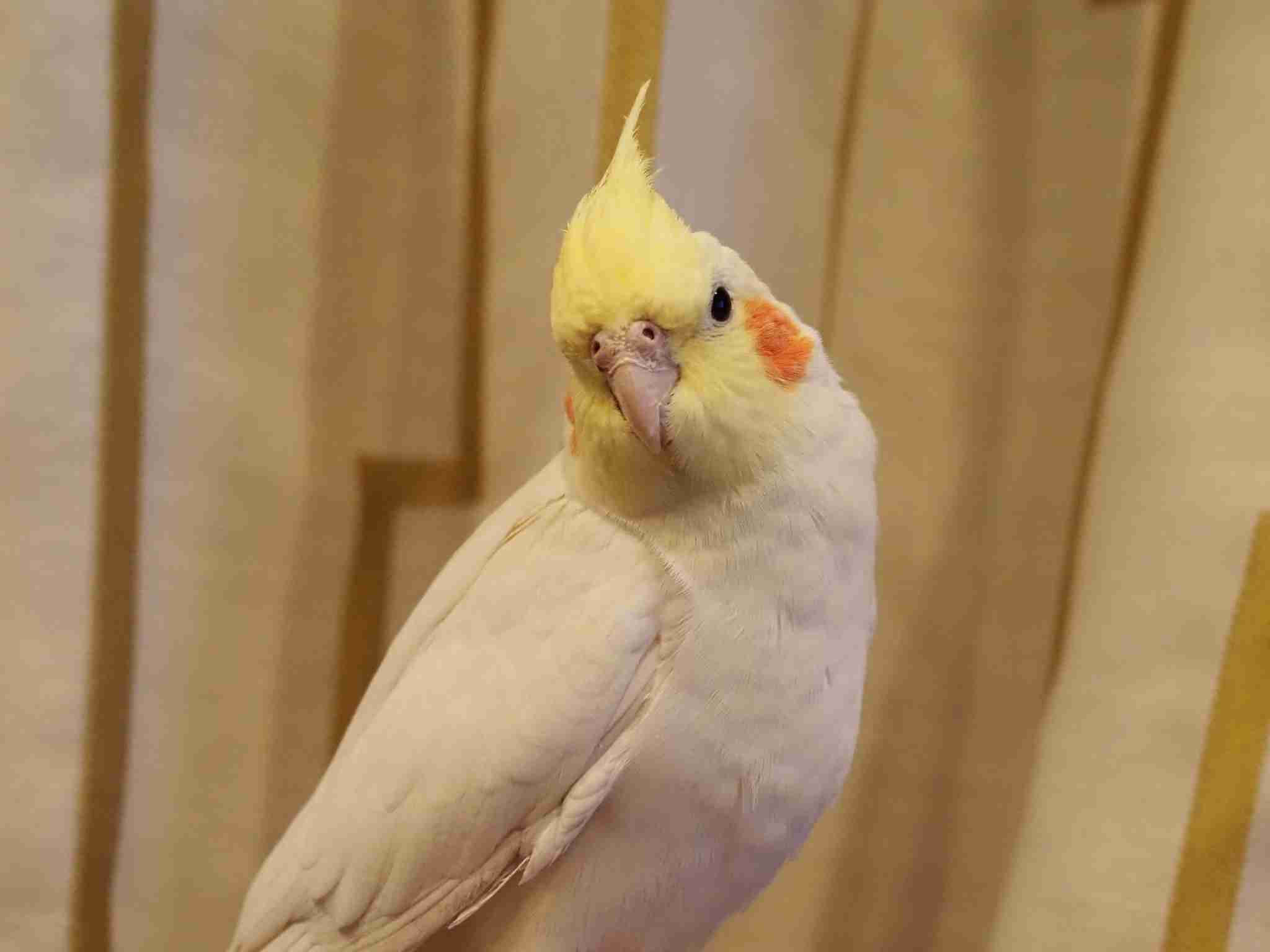 【実はオウム】オカメインコ【チークがお洒落】
