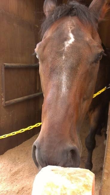 昨年の菊花賞馬アスクビクターモア急死　熱中症による多臓器不全、放牧先で悲劇