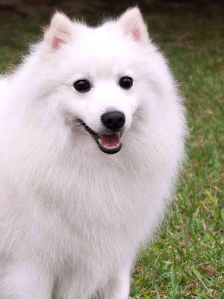 昭和〜平成初期のその辺の犬あるある