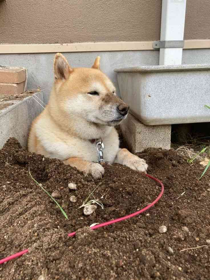 昭和〜平成初期のその辺の犬あるある