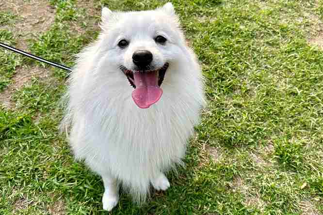 昭和〜平成初期のその辺の犬あるある
