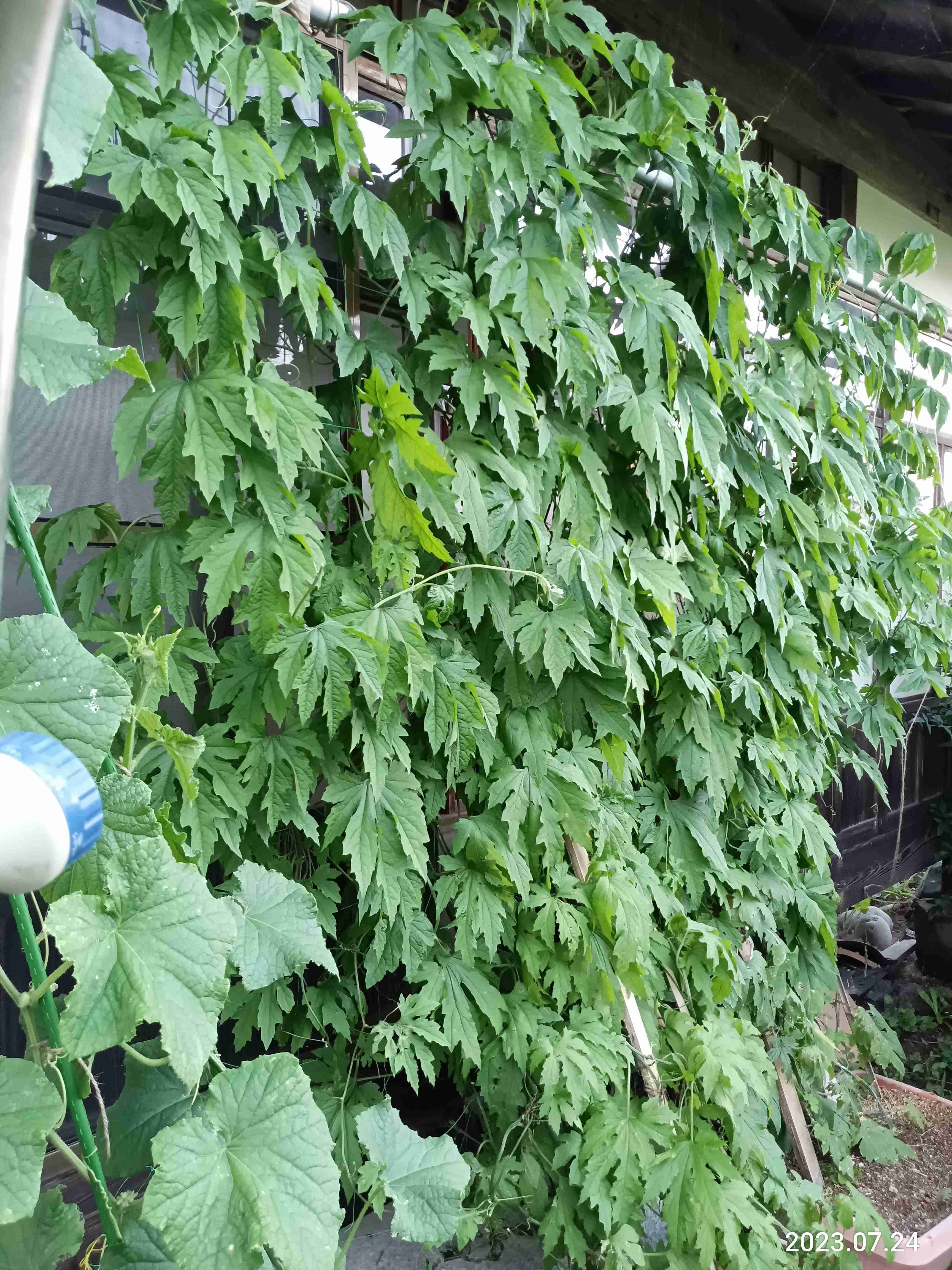 今年、夏っぽい事した人！【コロナ規制緩和】