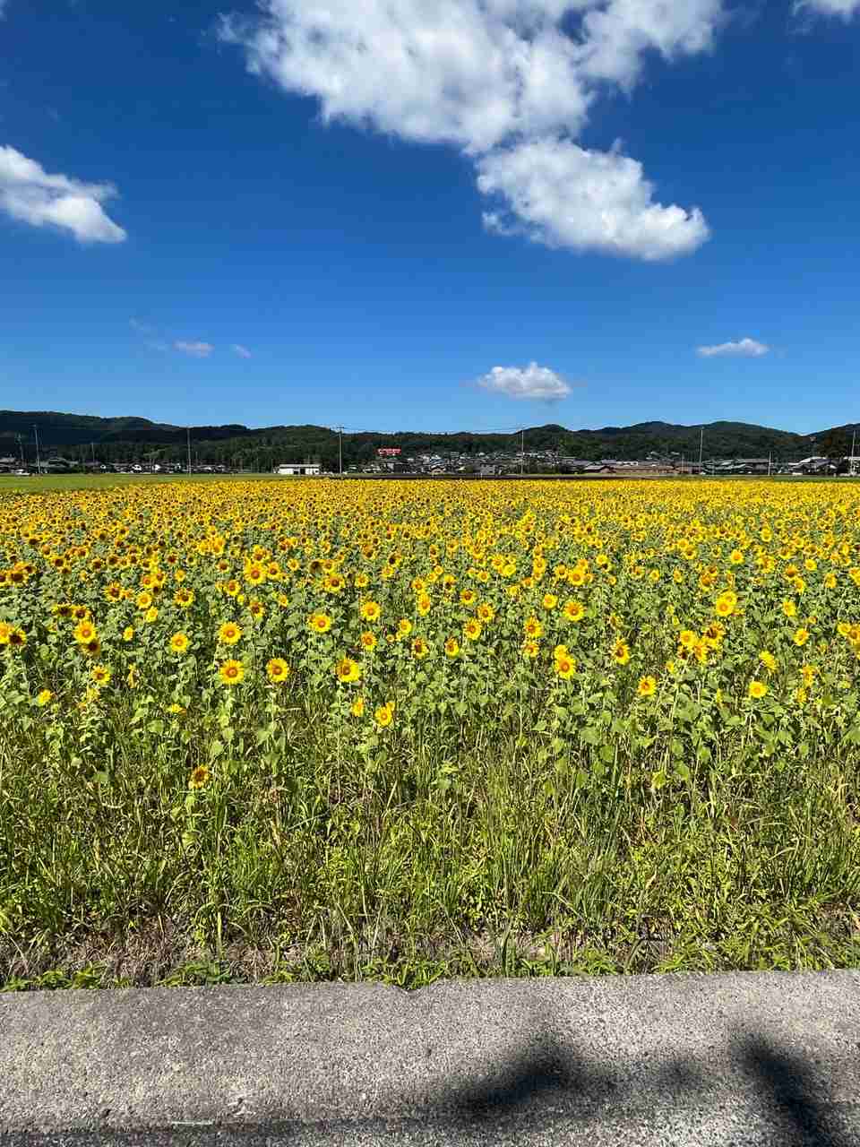 今年、夏っぽい事した人！【コロナ規制緩和】