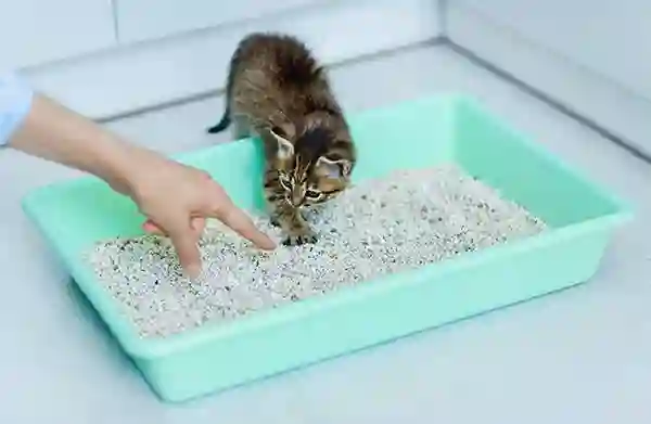 トイレトレーニングのコツ