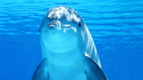 SNSの写真撮影のために浅瀬で捕まえられたイルカの赤ちゃん、息絶える（米）