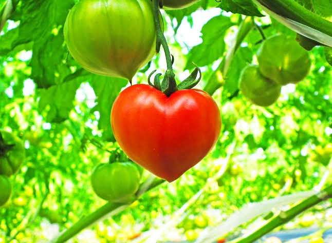 野菜が足りてないなって時