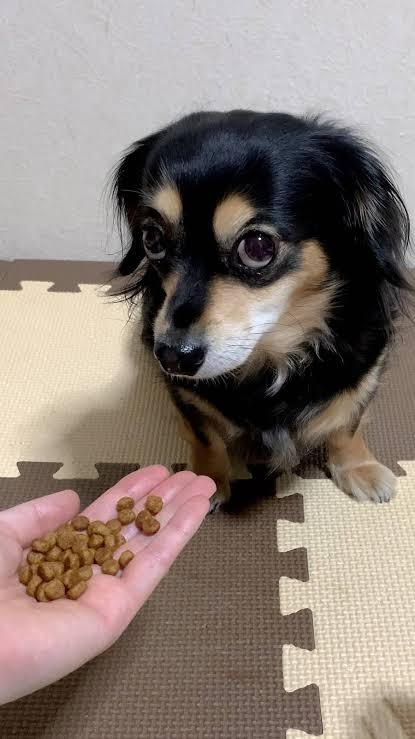 【ネタ】誰かが犬の気持ちになって答えてくれるトピ