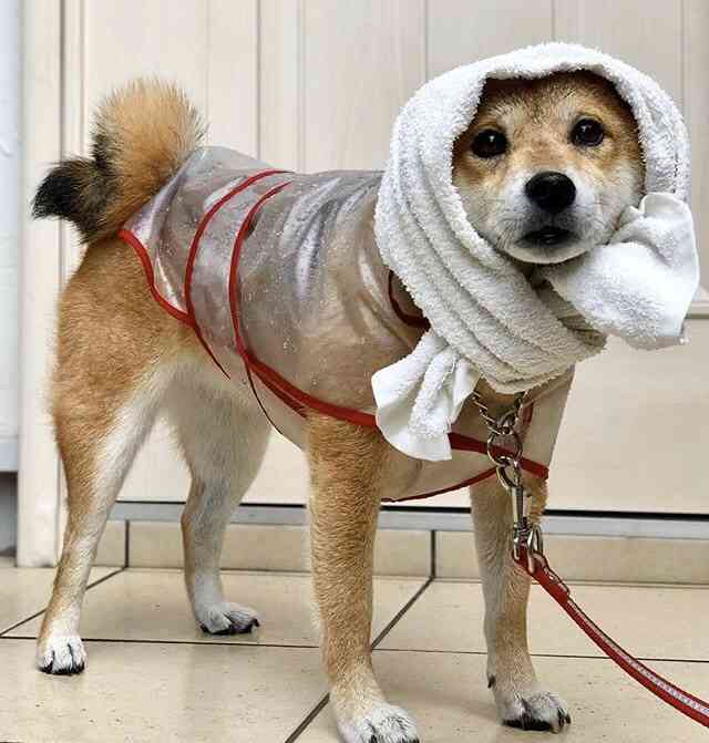 【ネタ】誰かが犬の気持ちになって答えてくれるトピ