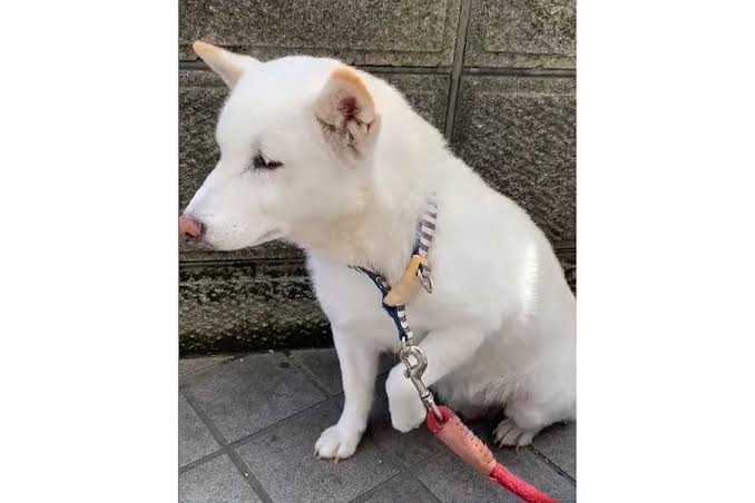 【ネタ】誰かが犬の気持ちになって答えてくれるトピ