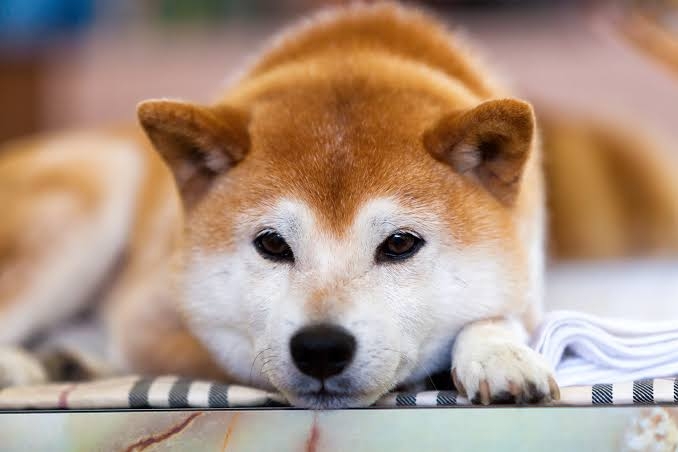 【ネタ】誰かが犬の気持ちになって答えてくれるトピ