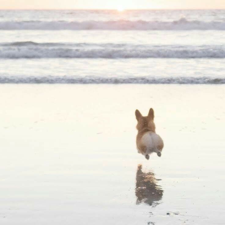 【ネタ】誰かが犬の気持ちになって答えてくれるトピ