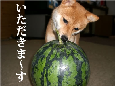 【ネタ】誰かが犬の気持ちになって答えてくれるトピ