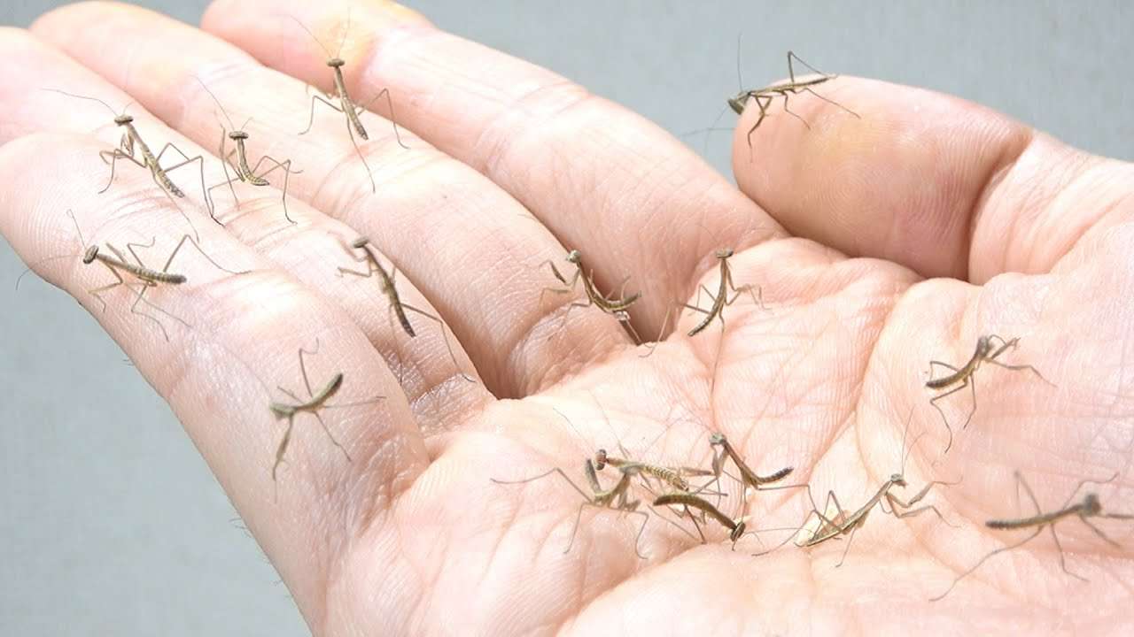 ＜わが子のイタズラエピソード＞定番？の「ティッシュ全出し」のほかにも親の背筋が凍る遊びが！