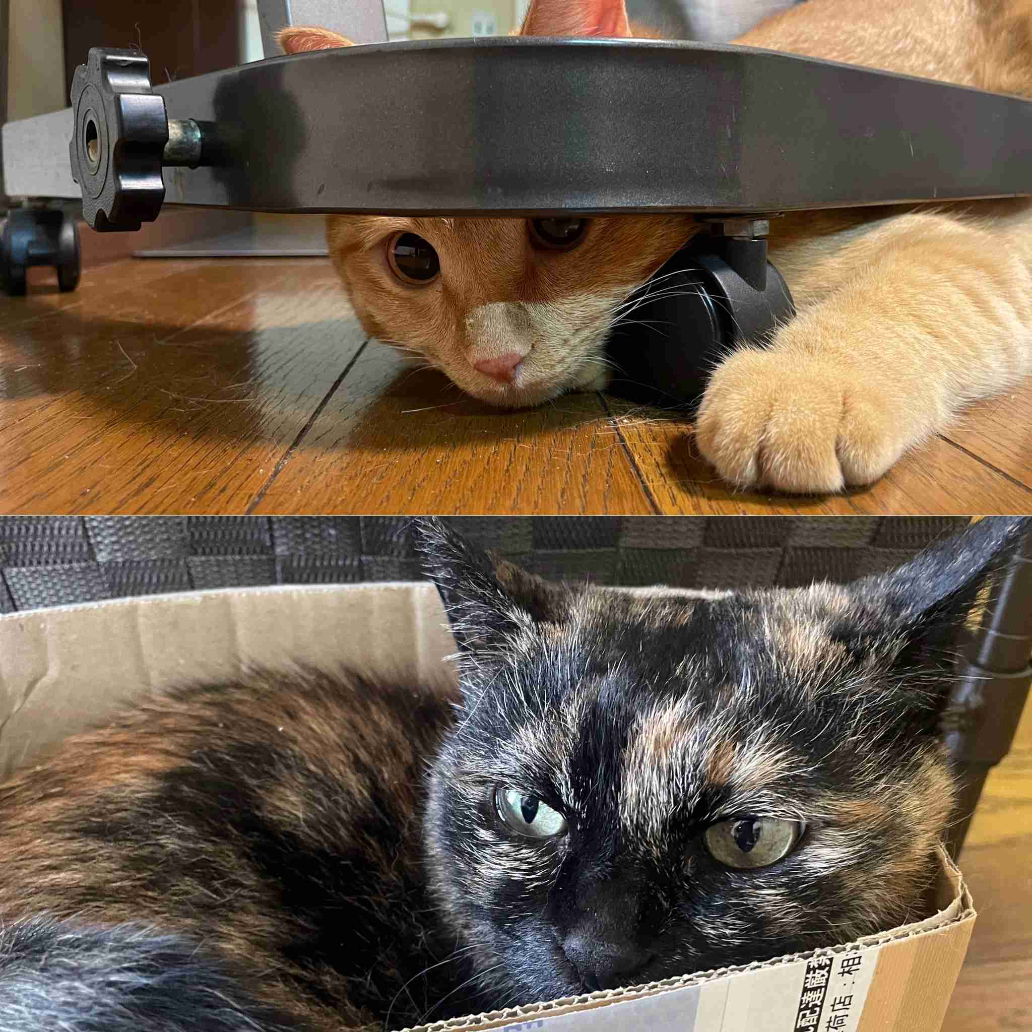 猫の柄と性格についてお話ししたい