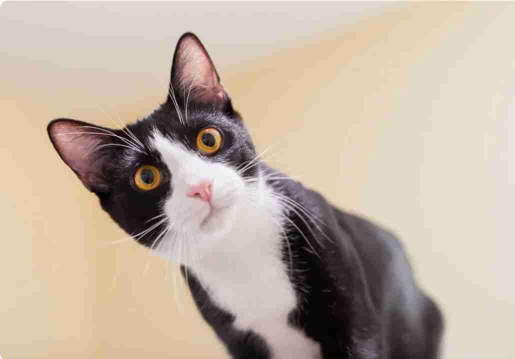 猫の柄と性格についてお話ししたい