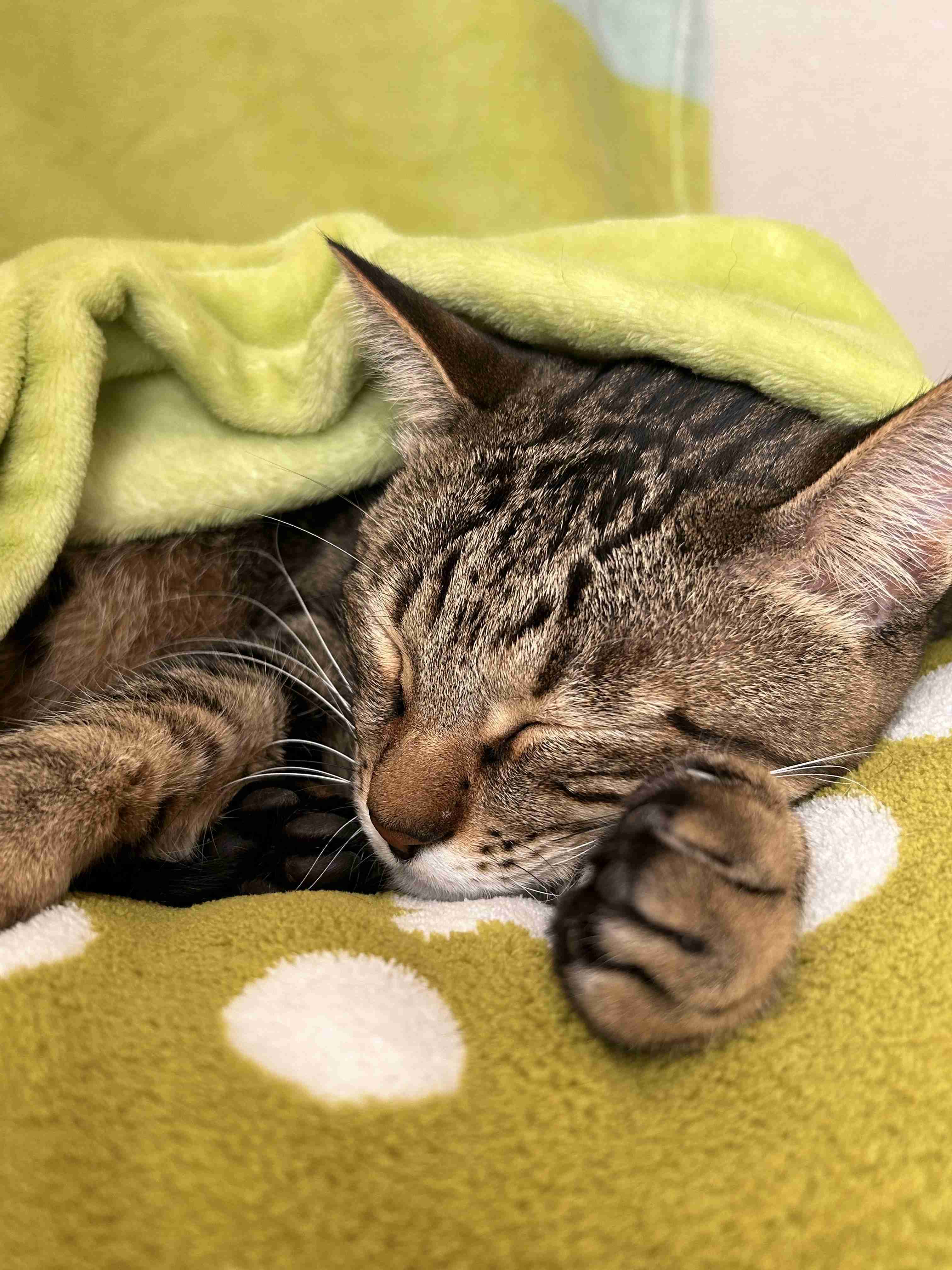 猫の柄と性格についてお話ししたい