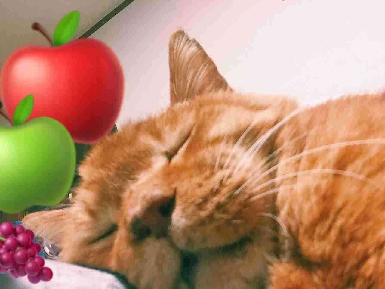 猫の柄と性格についてお話ししたい