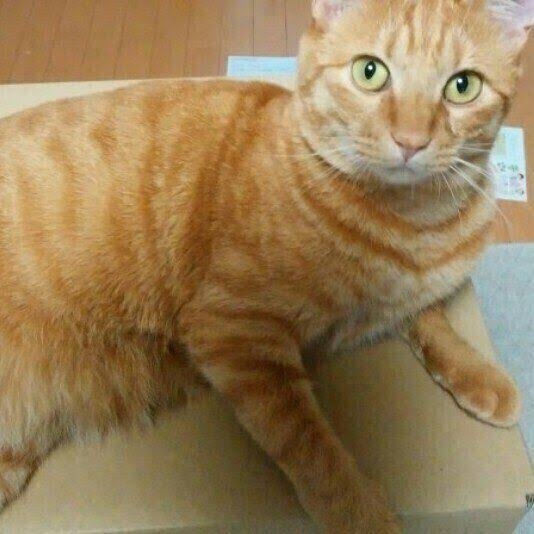 猫の柄と性格についてお話ししたい