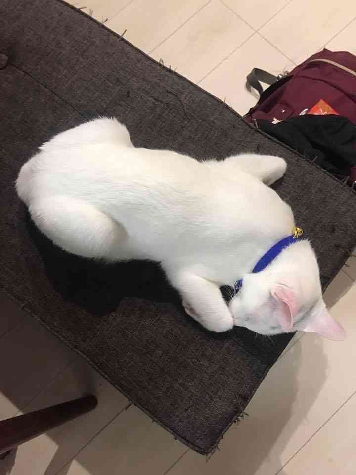 猫の柄と性格についてお話ししたい