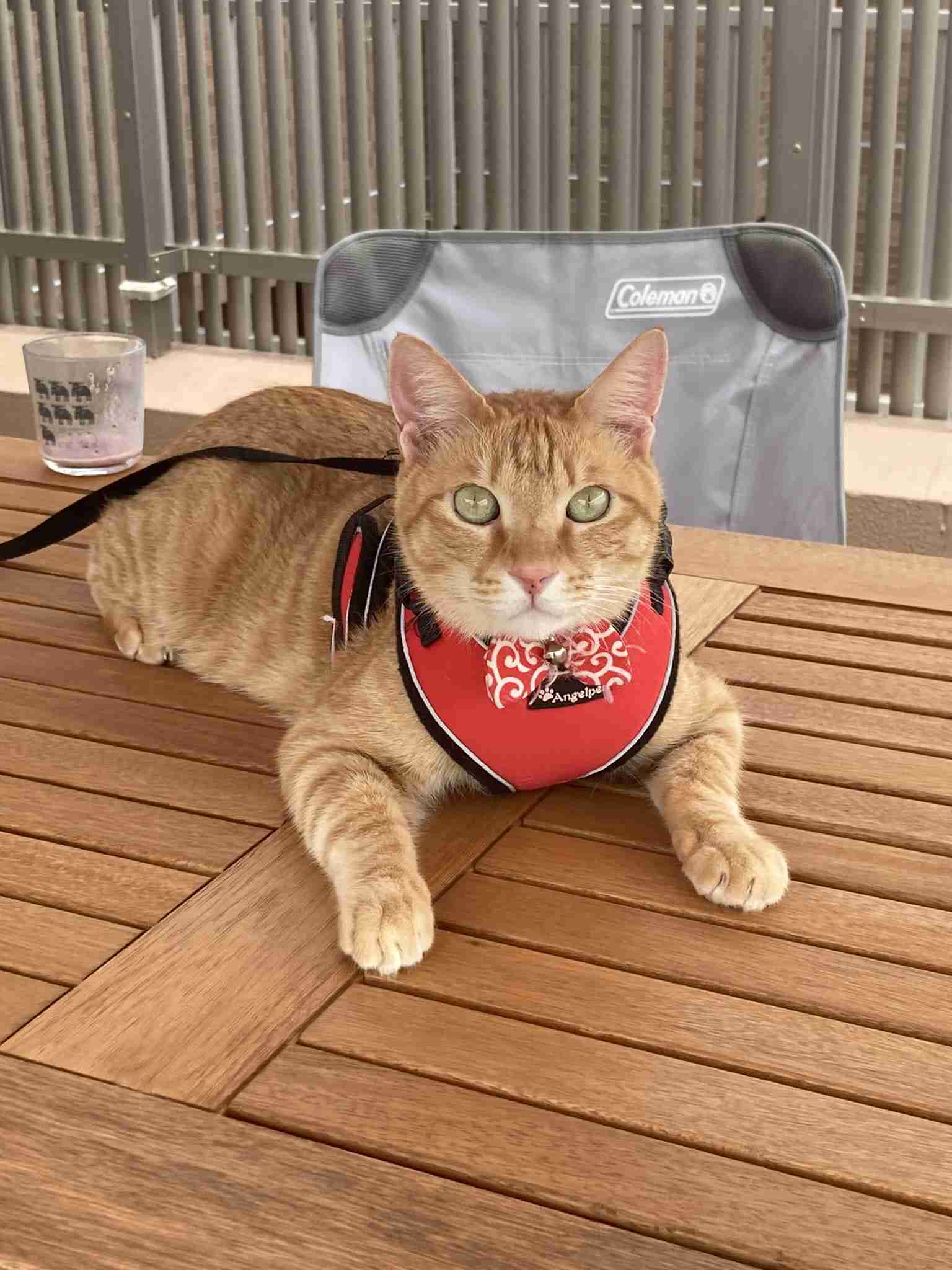猫の柄と性格についてお話ししたい