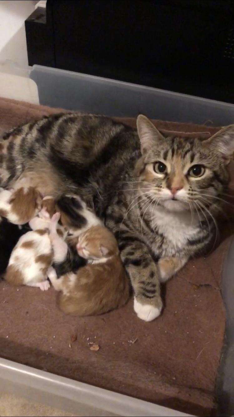 猫の柄と性格についてお話ししたい