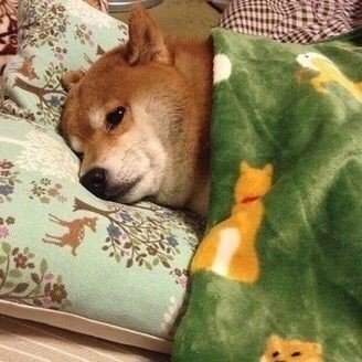 動物画像に生活感溢れるセリフを乗せるトピ