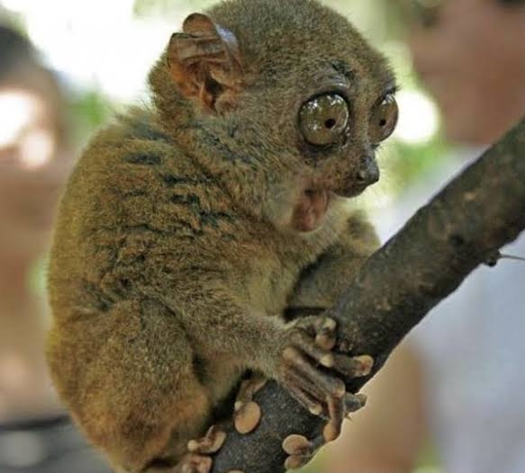 動物画像に生活感溢れるセリフを乗せるトピ