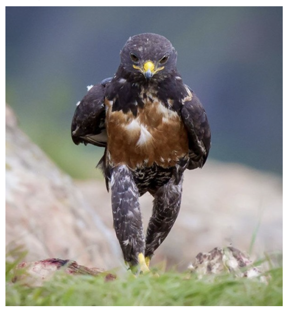 動物画像に生活感溢れるセリフを乗せるトピ