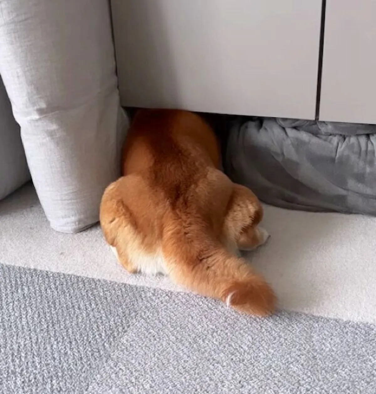 動物画像に生活感溢れるセリフを乗せるトピ