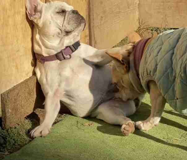 動物画像に生活感溢れるセリフを乗せるトピ