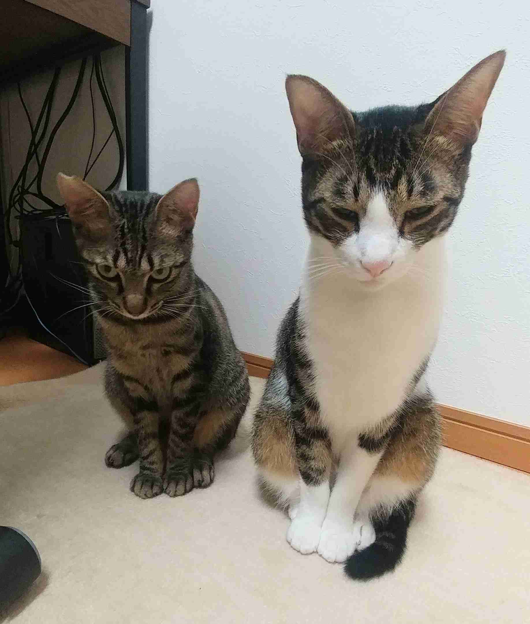 動物画像に生活感溢れるセリフを乗せるトピ